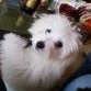 Pitus  8 meses